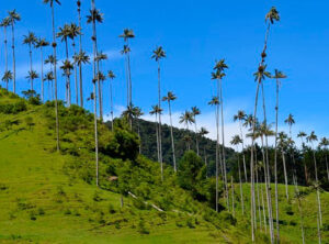 Valle de cocora