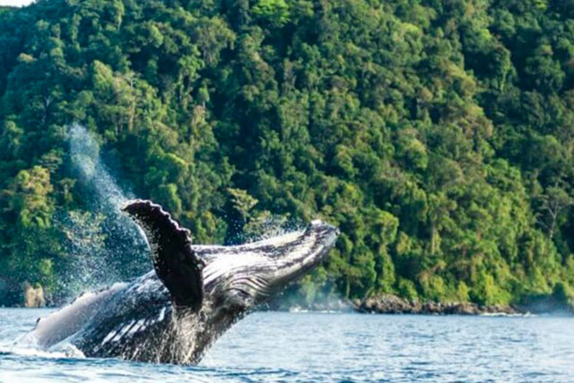 avistamiento de ballenas