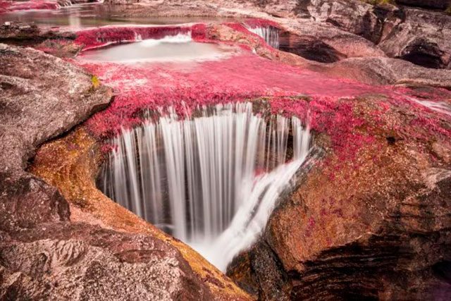 Caño Cristales