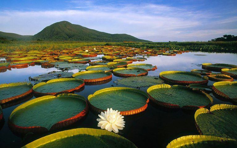 flores reyna victoria