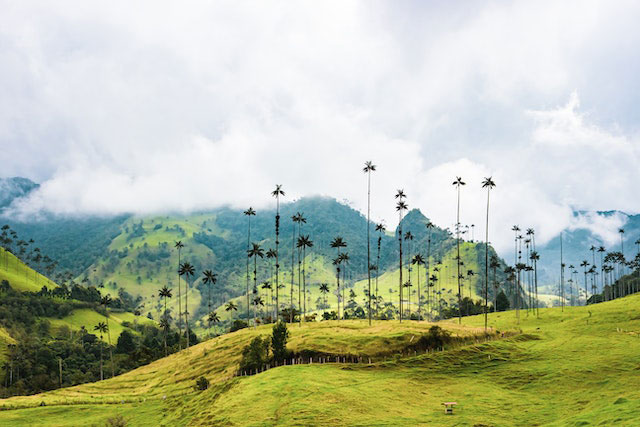 valle de cocora