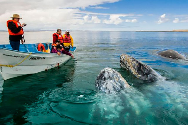 avistamiento ballenas