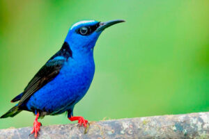 avistamiento colibri