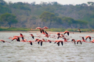 avistamiento flamencos