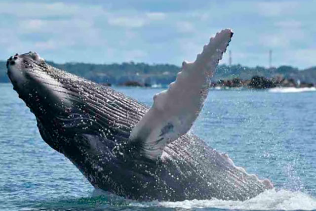 ballenas jorobadas