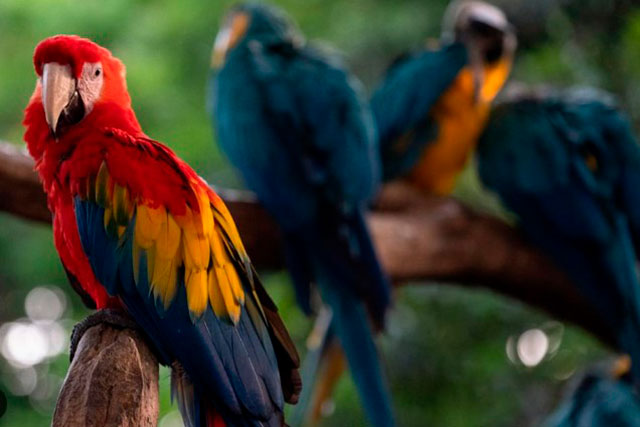 biodiversidad de colombia