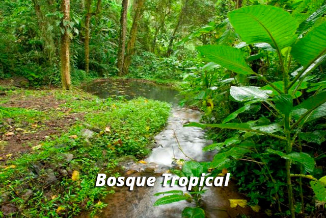 bosque tropical