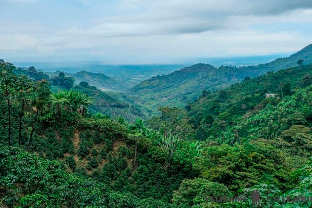 eje cafetero