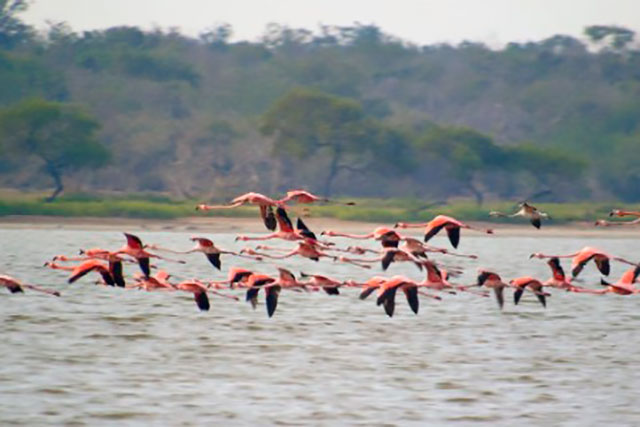 flamencos rosados en la guajira