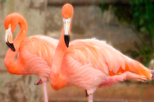 flamencos rosados