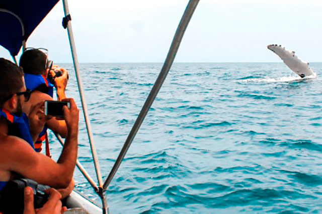 turistas en avistamiento de ballenas